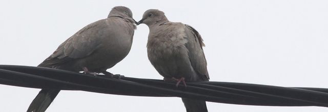 Deux tourterelles s'aimaient d'amour tendre