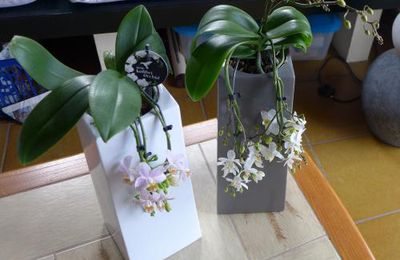 Orchidées en cascade de fleurs...