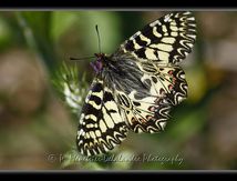 La Diane Zerynthia polyxena (Papillon protégé) - Papilionidae