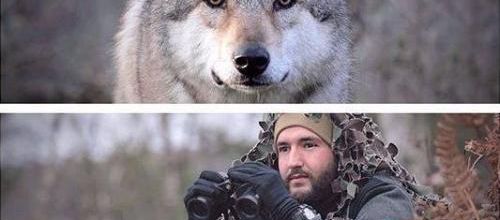 Je suis le sauvage (Statut du loup)