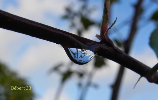 des gouttes d'eau au jardin