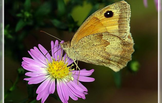 Papillons Myrtil (Maniola jurtina) et Piéride du navet (Pieris napi) - Lartigau - Milhas - 31