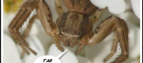 Les yeux des araignées