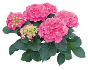 Hortensias  et rosiers dans les rue de Piriac
