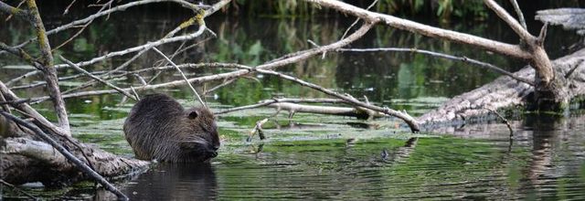 Rambouillet : Photos Nature : Le ragondin 