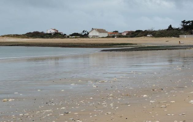 L'Ile d'Oléron (17) les oiseaux