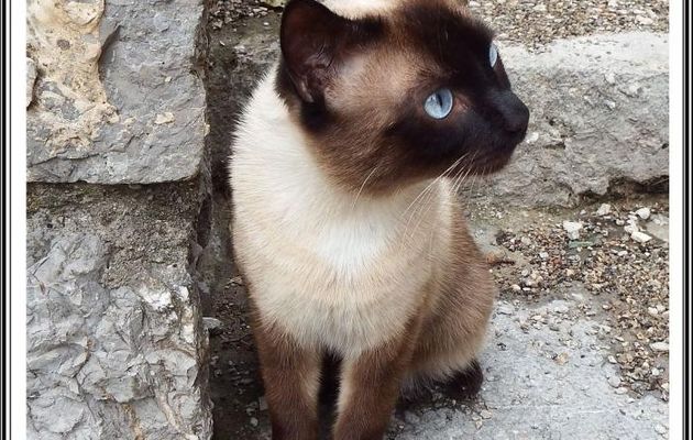 un minou Siamois !