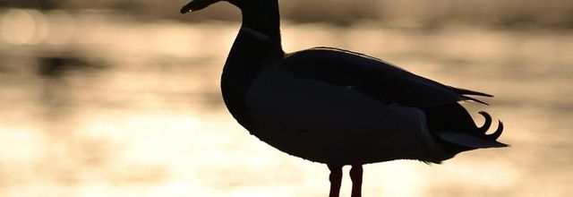 Canard Colvert sur fond de coucher de soleil - Rambouillet