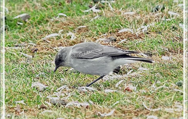 Dormilon bistré, Dark-faced Ground Tyrant (Muscisaxicola maclovianus) - Grave Cove - West Falkland (Malvinas, Malouines) - Grande-Bretagne
