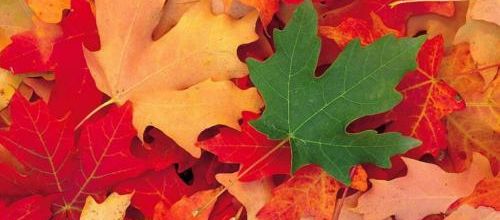 Feuilles d'automne (poésie de J. Jeccard)