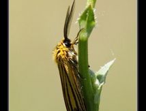 Ecaille striée (Spiris striata) - Arctiidae