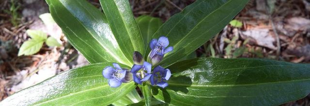 un gentiane croisette en macro cet été 