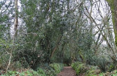 Prendre le Chemin de Georges Cadoudal vers la Ria d'Etel ( le chemin)