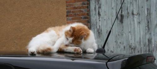 Profession : essayeur de voiture ...