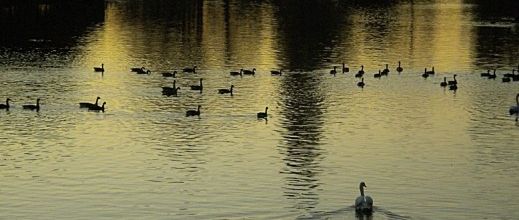 Coucher de soleil sur le lac Daumesnil ... les cygnes