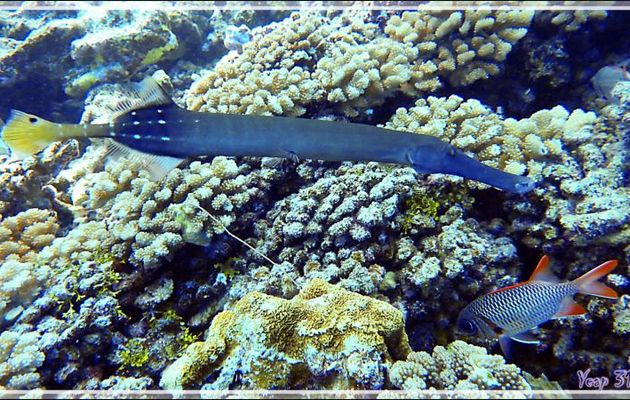 Poisson trompette forme grise, Chinese trumpetfish (Aulostomus chinensis), Poisson-soldat à grands yeux? (Myripristis murdjan) - Passe Tumakohua (passe sud) - Atoll de Fakarava - Tuamotu - Polynésie