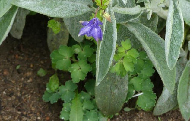 ON  CHANGE   UN PEU  -  VOICI  DES  FLEURS  DE  MON  JARDIN