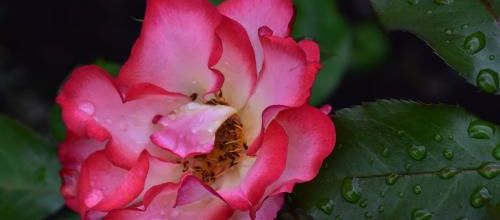 la rose est du matin 