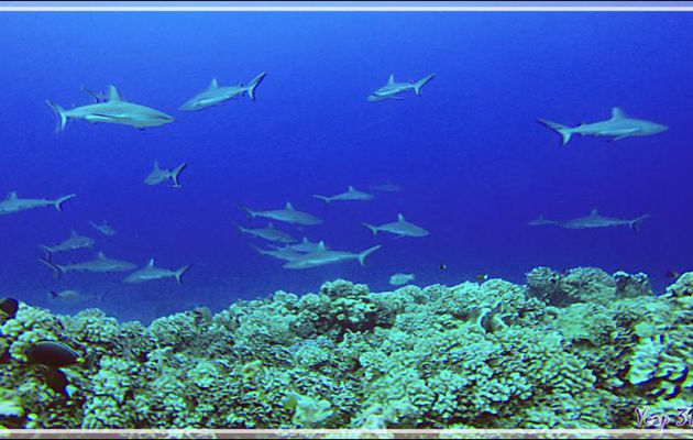 Plongée au milieu des requins gris de la passe Tumakohua (passe sud) - Atoll de Fakarava - Tuamotu - Polynésie française