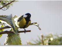 Mésange charbonnière - Parus major - Passériformes
