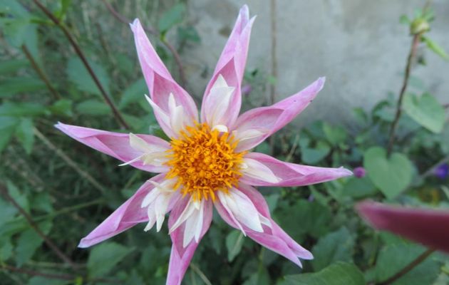 de jolies fleurs en macro !