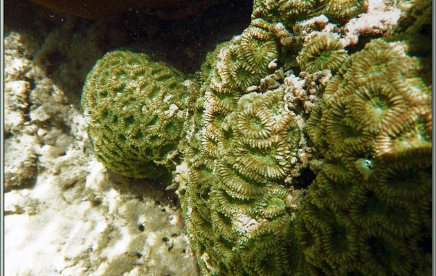 Madréporaire lobophylle ou corail à rose (Lobophyllia corymbosa) - Anse de Port Launay - Mahé - Seychelles
