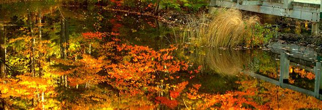 COULEUR D AUTOMNE