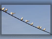Mouettes rieuses - Chroicocephalus ridibundus