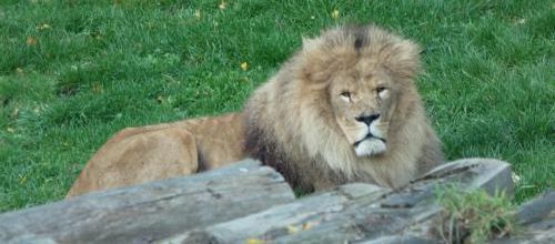 zoo