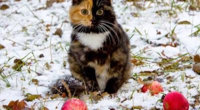 Yana l'adorable minette chimère