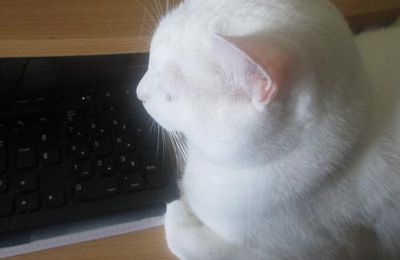 Les chats aiment les claviers