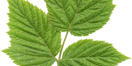 Ѽ Vegetation