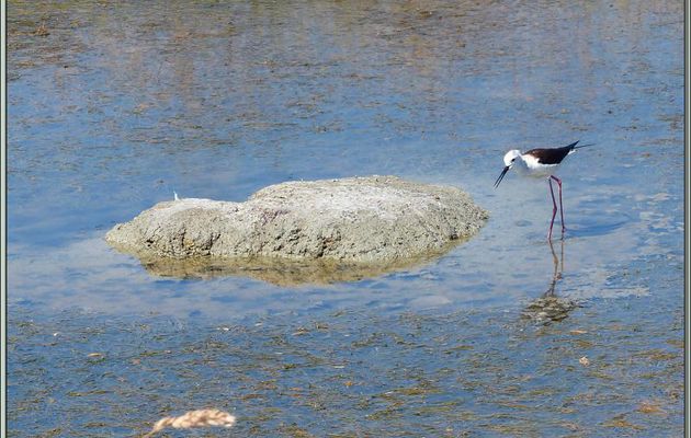 Échasse blanche (Himantopus himantopus) - La Couarde-sur-Mer - Île de Ré - 17