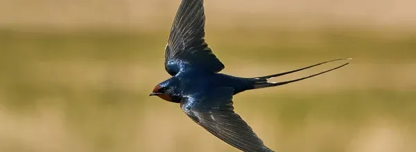 Bébés hirondelles, du nid à l'envol.. 