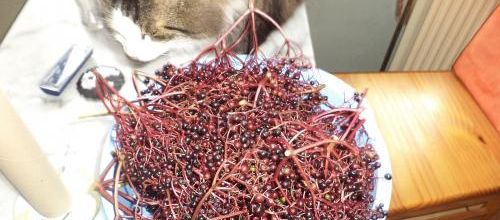 Dernière récolte de sureau au jardin