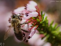Abeille mellifère sur Bruyère d'hiver