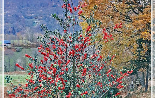 Un dernier soubresaut de l'automne avec ce superbe Houx (Ilex aquifolium) devant chez nous, en un mot, notre Holly wood ... - Lartigau - Milhas - 31