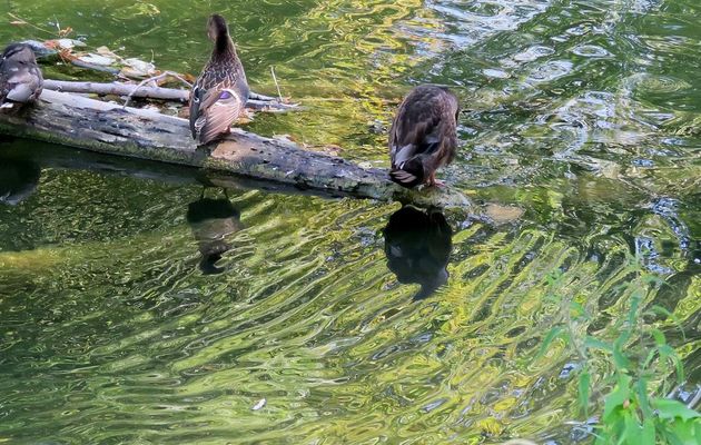 DEFI REFLETS D'ANNIE n°21