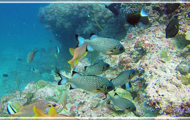 Marignan ombré ou Soldat ardoisé, Shadowfin soldierfish (Myripristis adusta) - Thudufushi Thila - Atoll d'Ari - Maldives
