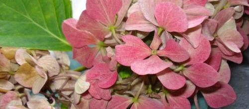Présentoir pour petites fleurs