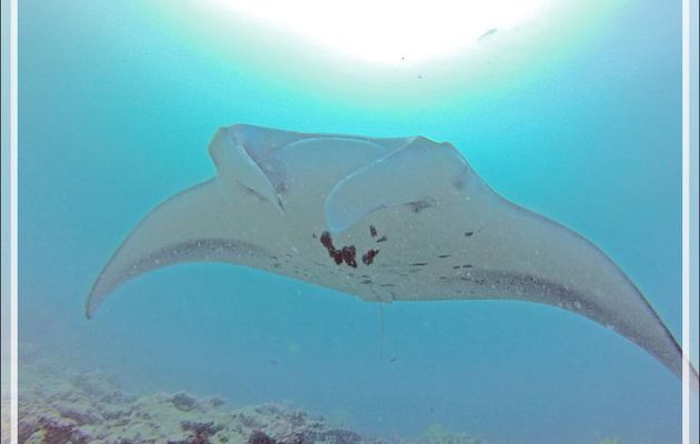Les raies mantas ANITA et OMPA de Bojamhadi (Manta Point) - Moofushi - Atoll d'Ari - Maldives