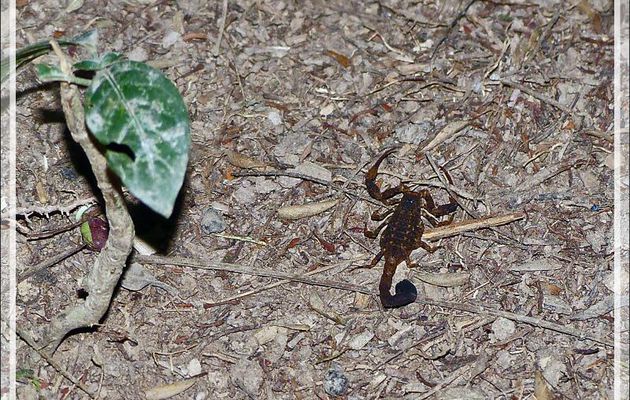 Scorpion - Inkaterra Hacienda Concepcion - Puerto Maldonado - Pérou