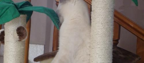 Hommage à "ICE"...notre "petit ICE"...