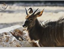 Nyala mâle...