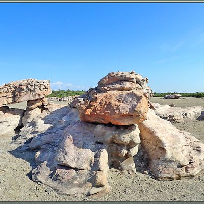 Retour vers la plage afin de repartir sur le navire, avec quelques photos supplémentaires dont des fourmis à abdomen vert - Vansittart bay - Wunambal Gaambera - Kimberley - Australie