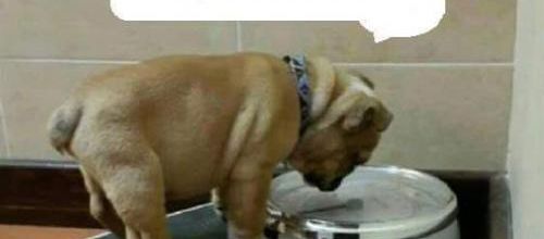 ça doit être le collier