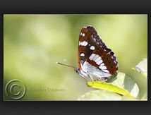 Sylvain azuré, (Limenitis reducta) - Nymphalidae