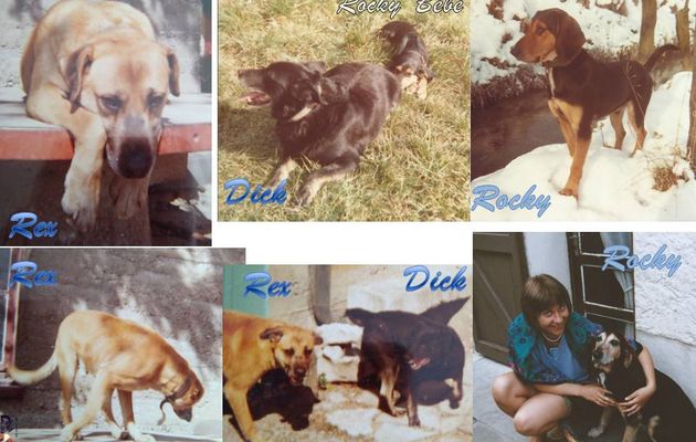 ATC "Animaux" - Chien