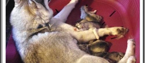 Naissance de la portée de Fanouk (11 février 2014)