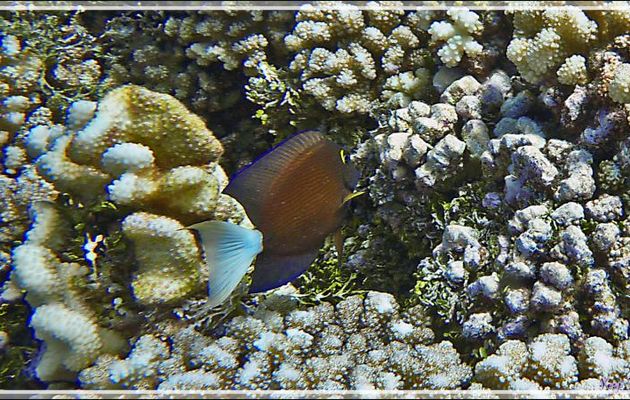 Chirurgien à queue blanche, White tail bristletooth tang (Ctenochaetus flavicauda) - Passe Tumakohua (passe sud) - Atoll de Fakarava - Tuamotu - Polynésie française